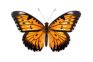 butterfly isolated on transparent backgrounds for design
High-quality stock PNG
created using generative Ai tools