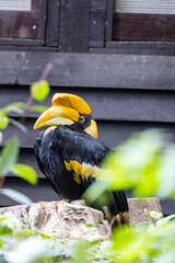Great Hornbill (Buceros bicornis) Outdoors