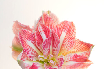 Christmas decoration with pink-white Amaryllis against light background