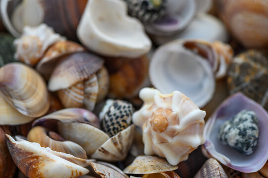 a lot of seashells poured into a box 7