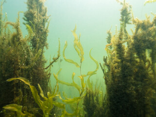 Long-stalked pondweed growing underwater with aquatic moss