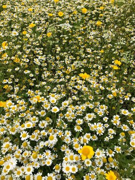 field of daisies