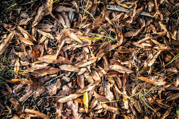 Colorful Autumn Leaves on the ground of a forest. Vibrant hues of autumn with this captivating image of fallen leaves blanketing a forest floor. 