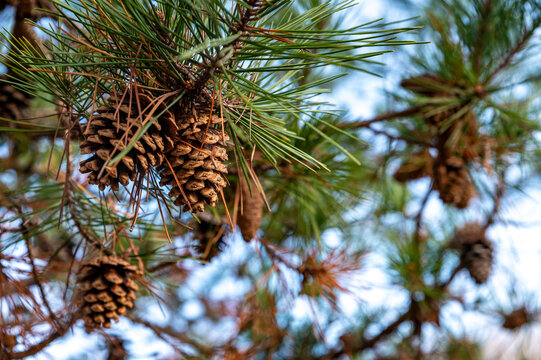 Close-up of Pine Cones Clinging to a Branch. Their rugged scales, adorned with droplets of morning dew, glisten under the warm sunlight. 