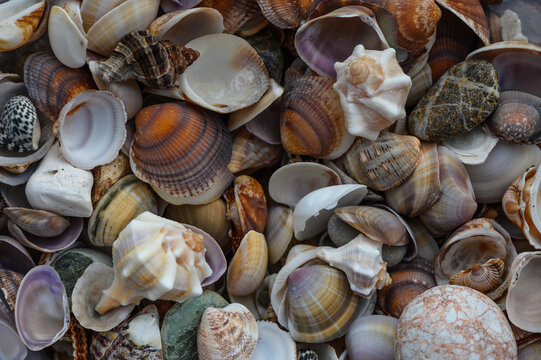 a lot of seashells poured into a box 3