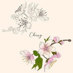 Cherry blossom sketch cherry blossom, spring illustration. Vector art. hand drawn botanical illustrations.