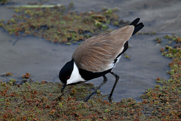 Spornkiebitz // Spur-winged lapwing (Vanellus spinosus) - Axios-Delta, Griechenland