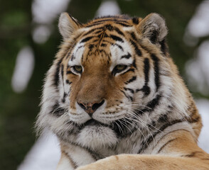 portrait of a tiger 
