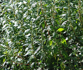 Foliage of a Parietaria judaica or Spreading pellitory plant