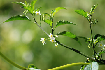 White flower of a Solanum americanum or Common Nightshade plant