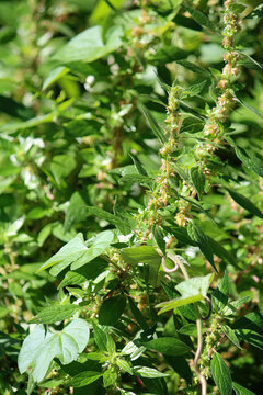Foliage of a Parietaria judaica or Spreading pellitory plant