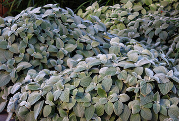 Foliage of an Coleus argentatus or Silver spurflower plant