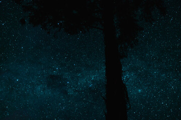 Milky way galaxy with stars and space dust. With big tree