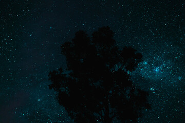 Milky way galaxy with stars and space dust. With big tree