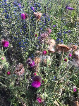 Thistles in the garden