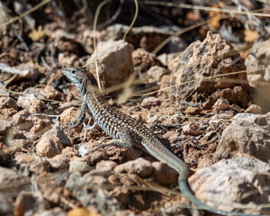 Lizard
