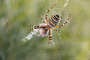 The spider caught the wasp