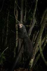 Aye aye during the night on Madagascar. Curious lemur is looking for food. Lemur looks like Yoda from Star Wars. Lemurs on Madagascar island. 