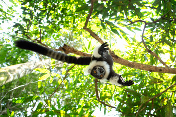 Black and white ruffed lemur in the forest. Varecia variegata lemur is playing on the tree in Madagascar. Black and white lemur is climbing in the park.