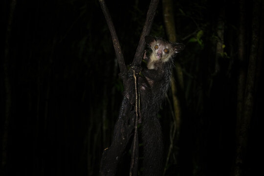 Aye aye during the night on Madagascar. Curious lemur is looking for food. Lemur looks like Yoda from Star Wars. Lemurs on Madagascar island. 