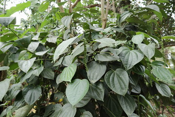 A Black pepper spike is hanging from a Black pepper vine