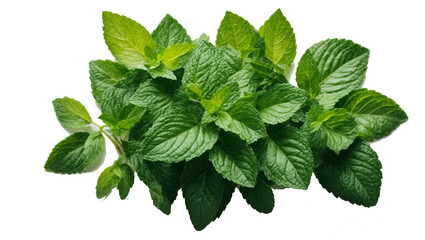 mint leaves isolated on white, png - obrazy, fototapety, plakaty