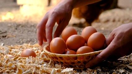 the farmer collects eggs in the chicken coop. Selective focus.