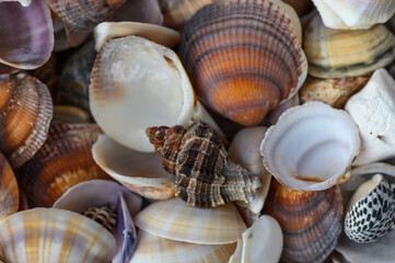 a lot of seashells poured into a box 1