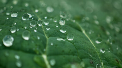 Close-up of a Green Leaf with Dew Drop, Showcasing the Beauty in Nature