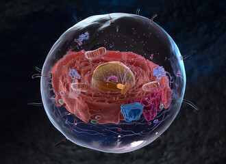 Organelles inside an Eukaryote or eukaryotic cell - 693648812