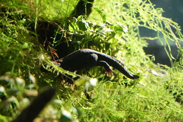 salamander in a swamp with green water plants as background