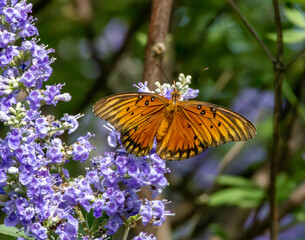 butterfly on flower