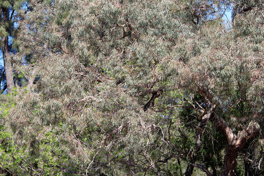 Foliage on a Eucalyptus sideroxylon or Red ironbark Tree