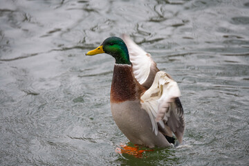 duck on the water
