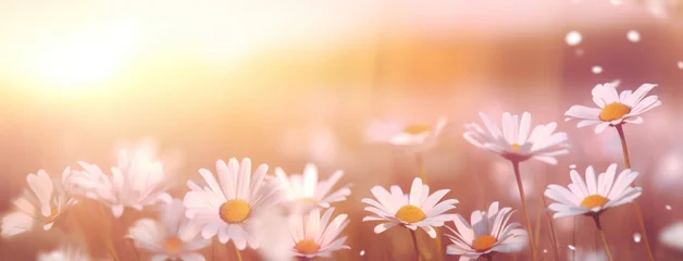 Selbstklebende Fototapeten daisies flower background wallpaper © yganko