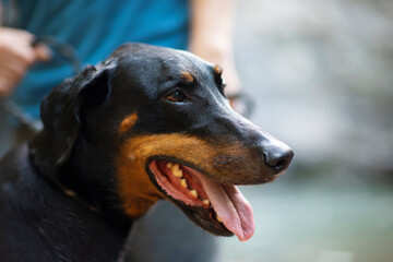 Side portrait of a Doberman pinscher; in the background is their owner, a lease, and water. 