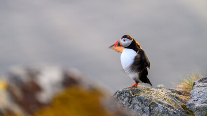 Atlantic puffin (Fratercula arctica) in summer at Runde island, Norway