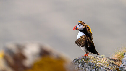 Atlantic puffin (Fratercula arctica) in summer at Runde island, Norway