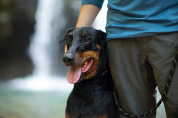 Portrait of Doberman pinscher sitting beside their owner  in front of a blurred waterfall.