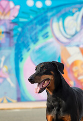 Doberman pinscher without ears cropped, smiling in front of a city mural. 