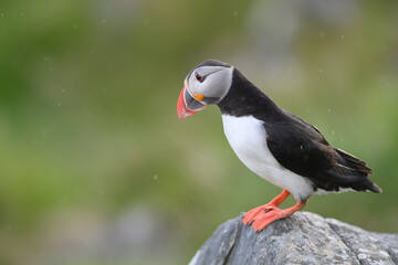 Atlantic puffin (Fratercula arctica) in summer at Runde island, Norway