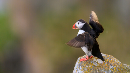 Atlantic puffin (Fratercula arctica) in summer at Runde island, Norway