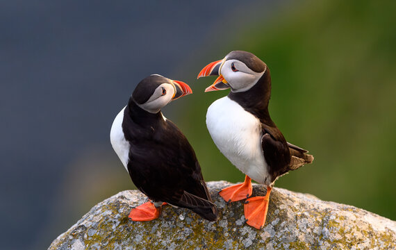 Atlantic puffin (Fratercula arctica) in summer at Runde island, Norway