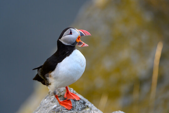 Atlantic puffin (Fratercula arctica) in summer at Runde island, Norway