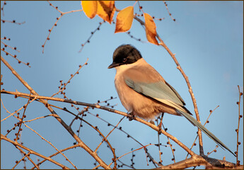 Iberian Magpie sat in a tree as the light fades in the evening