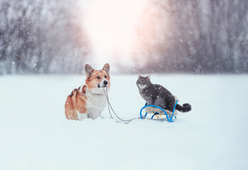 funny Christmas card with a corgi dog pulling a sleigh with a cat in a winter snowy New Year's park