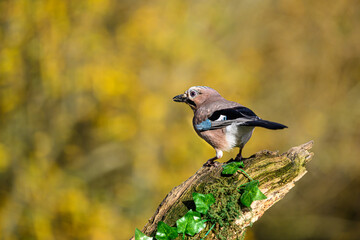 Jay, Garrulus glandarius, perched on a moss covered branch