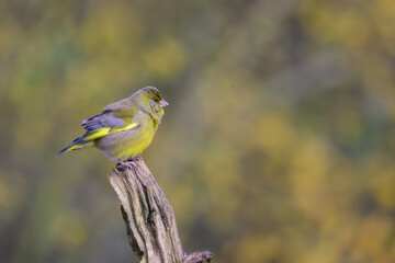 Male Greenfinch, Chloris chloris, perched on a dead tree stump
