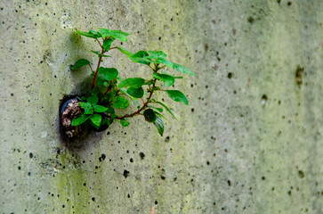 Plants growing out of the concrete wall.