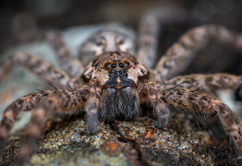 Close-up of Dark Fishing Spider on log